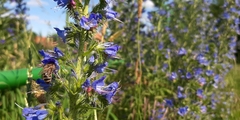 Echium vulgare