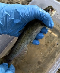 Ameiurus platycephalus