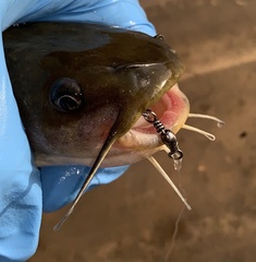 Ameiurus platycephalus