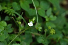 Mazus goodenifolius