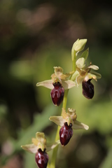 Ophrys exaltata