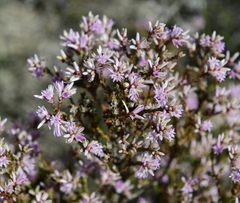 Andersonia parvifolia