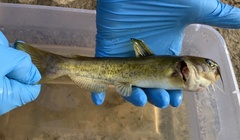 Ameiurus platycephalus