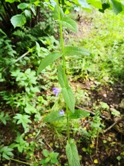 Scutellaria galericulata