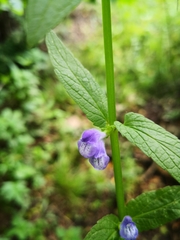 Scutellaria galericulata