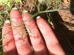 Delphinium consolida
