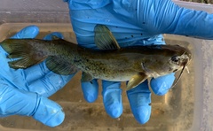 Ameiurus platycephalus