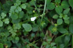 Mazus goodenifolius