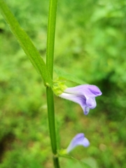 Scutellaria galericulata