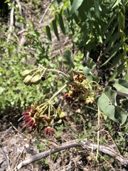 Asclepias hypoleuca
