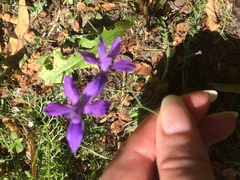Delphinium consolida