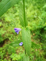 Scutellaria galericulata
