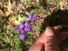 Delphinium consolida