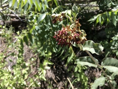 Asclepias hypoleuca