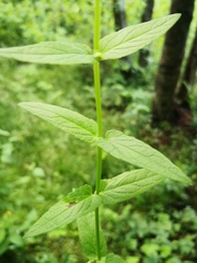 Scutellaria galericulata