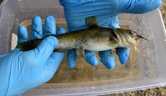 Ameiurus platycephalus