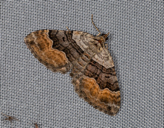 Xanthorhoe quadrifasiata
