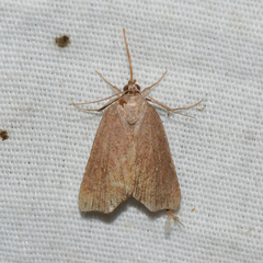Cutina albopunctella