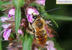 Eucera pekingensis