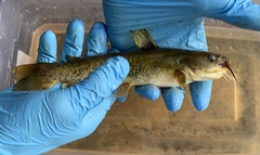 Ameiurus platycephalus