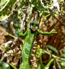 Kinyongia multituberculata