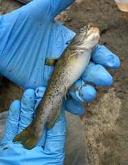 Ameiurus platycephalus