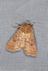 Hoplodrina octogenaria