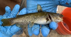 Flat Bullhead photo 4