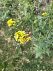 Sisymbrium loeselii