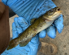 Ameiurus platycephalus