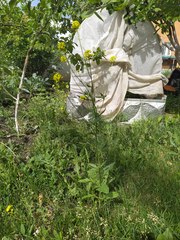 Sisymbrium loeselii
