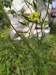 Sisymbrium loeselii