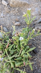 Cakile maritima euxina