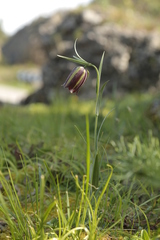 Fritillaria messanensis