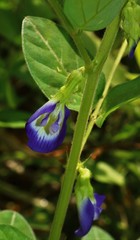 Clitoria annua