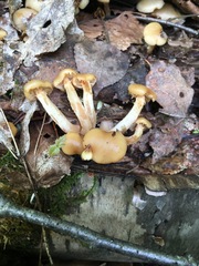 Kuehneromyces marginellus