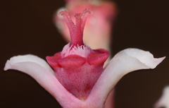 Euphorbia khandallensis