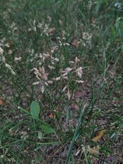Poa annua