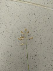 Poa annua