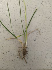 Poa annua