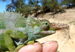 Kinyongia multituberculata