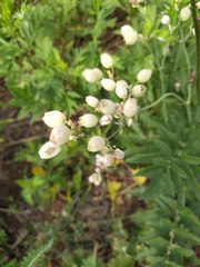 Silene vulgaris