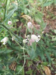 Silene vulgaris