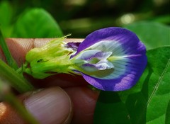 Clitoria annua