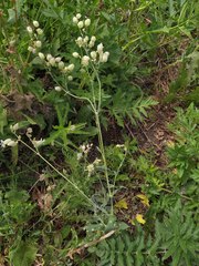 Silene vulgaris