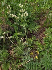 Silene vulgaris