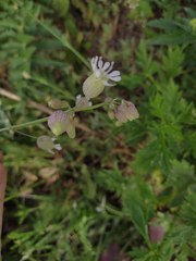 Silene vulgaris