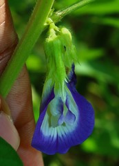 Clitoria annua