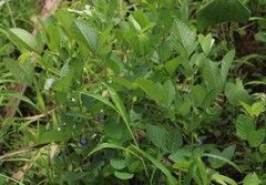 Clitoria annua