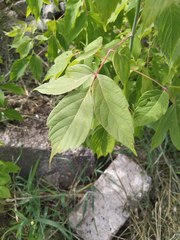 Acer negundo